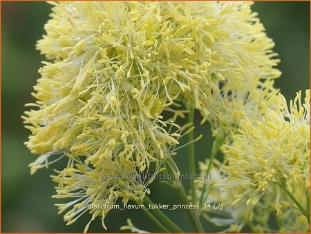 Thalictrum flavum &#39;Tukker Princess&#39;
