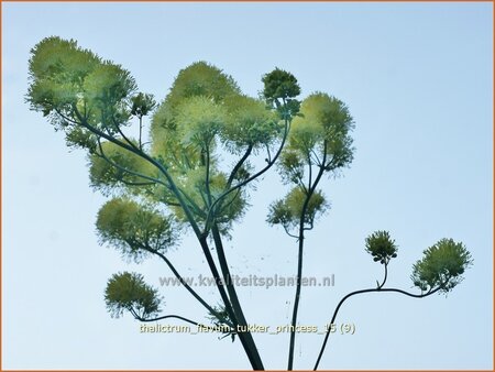 Thalictrum flavum &#39;Tukker Princess&#39;