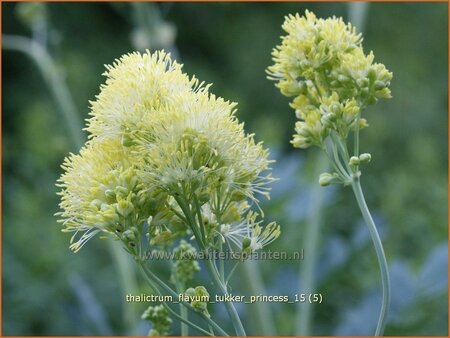 Thalictrum flavum &#39;Tukker Princess&#39;