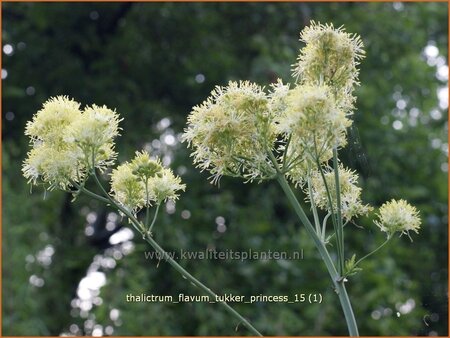 Thalictrum flavum &#39;Tukker Princess&#39;