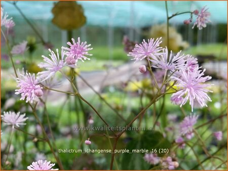 Thalictrum ichangense &#39;Purple Marble&#39;