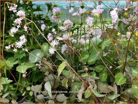 Thalictrum ichangense &#39;Purple Marble&#39;