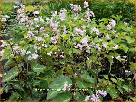 Thalictrum ichangense &#39;Purple Marble&#39;