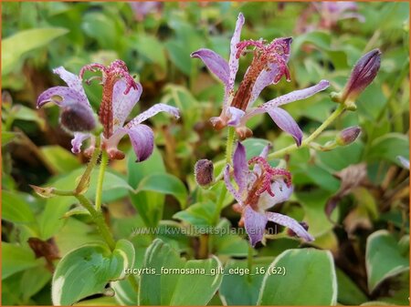 Tricyrtis formosana &#39;Gilt Edge&#39;