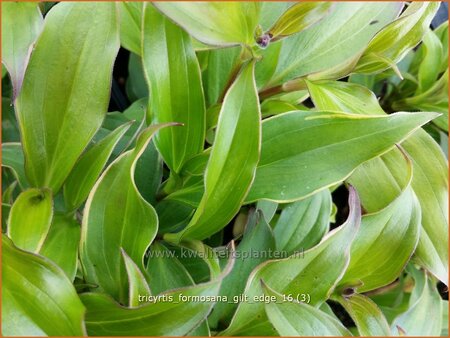 Tricyrtis formosana &#39;Gilt Edge&#39;