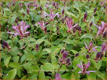 Tricyrtis formosana &#39;Gilt Edge&#39;