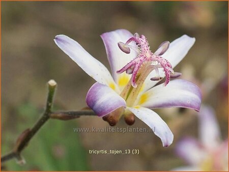 Tricyrtis 'Tojen'