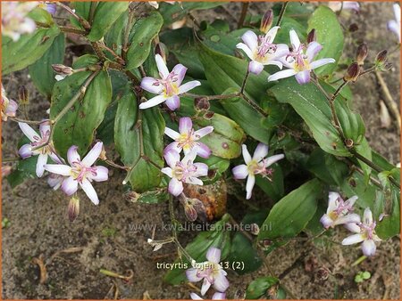 Tricyrtis &#39;Tojen&#39;