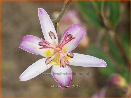 Tricyrtis &#39;Tojen&#39;