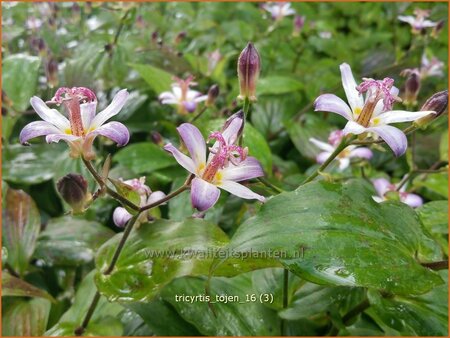 Tricyrtis 'Tojen'