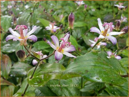 Tricyrtis &#39;Tojen&#39;