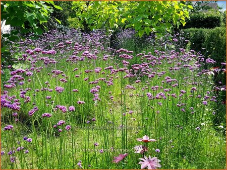 Verbena bonariensis