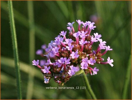 Verbena bonariensis