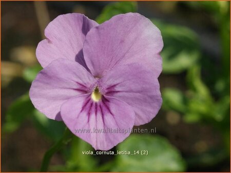 Viola cornuta &#39;Letitia&#39;