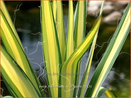 Yucca filamentosa 'Color Guard'
