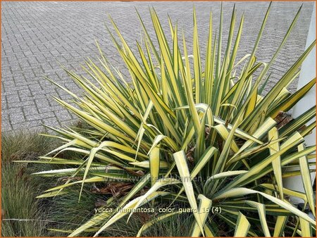 Yucca filamentosa &#39;Color Guard&#39;