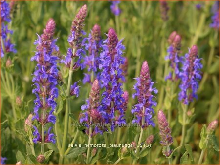 Salvia nemorosa 'Blauhügel'
