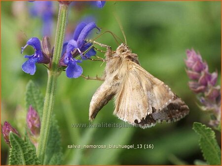 Salvia nemorosa 'Blauhügel'
