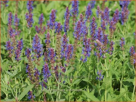 Salvia nemorosa 'Blauhügel'