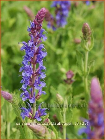 Salvia nemorosa 'Blauhügel'