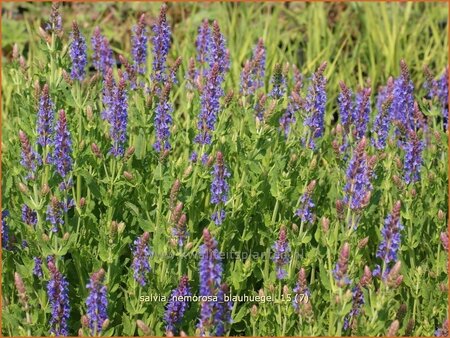 Salvia nemorosa 'Blauhügel'