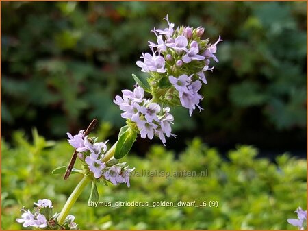 Thymus citriodorus &#39;Golden Dwarf&#39;