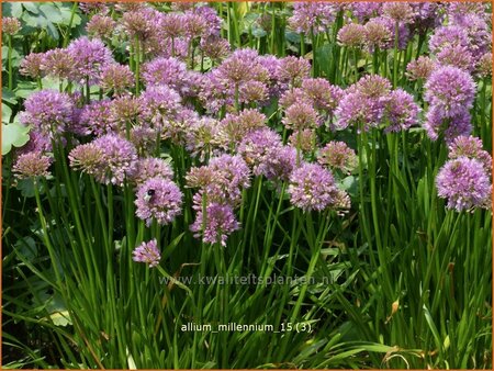 Allium &#39;Millenium&#39;