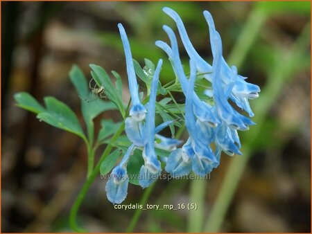 Corydalis &#39;Tory MP&#39;