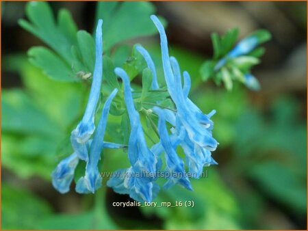 Corydalis &#39;Tory MP&#39;