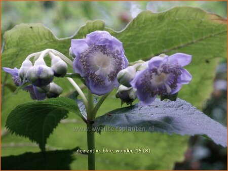 Deinanthe 'Blue Wonder'
