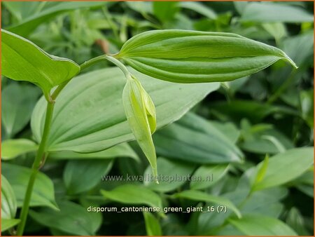 Disporum cantoniense 'Green Giant'