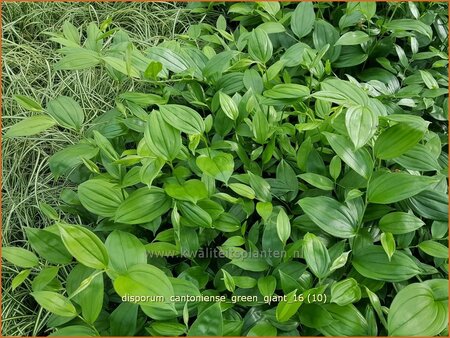 Disporum cantoniense &#39;Green Giant&#39;