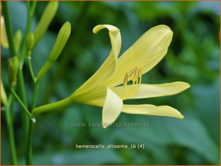 Hemerocallis altissima