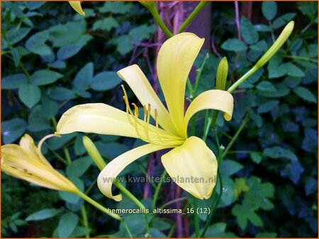 Hemerocallis altissima