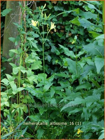 Hemerocallis altissima