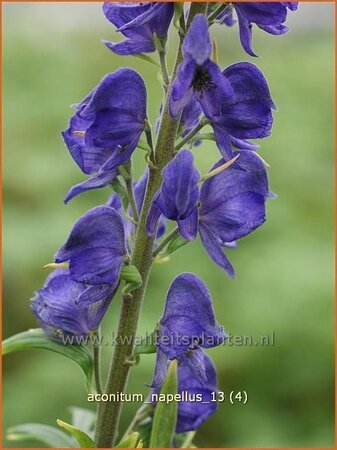 Aconitum napellus