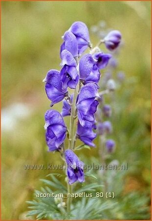 Aconitum napellus