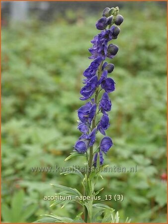 Aconitum napellus