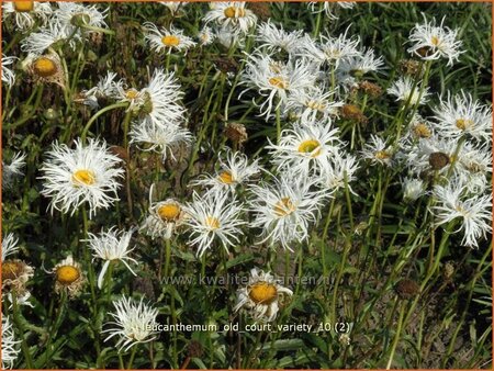 Leucanthemum &#39;Old Court Variety&#39;