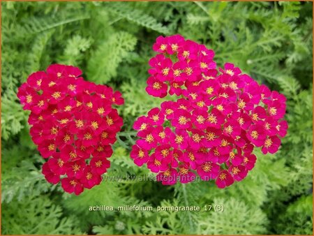 Achillea &#39;Pomegranate&#39;