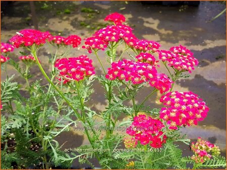 Achillea 'Pomegranate'