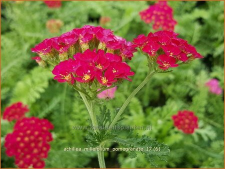 Achillea &#39;Pomegranate&#39;