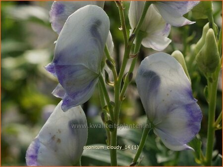 Aconitum 'Cloudy'