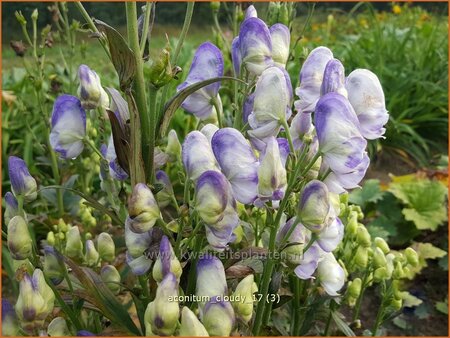 Aconitum &#39;Cloudy&#39;
