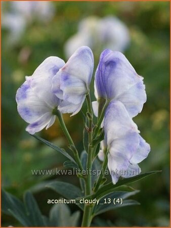 Aconitum &#39;Cloudy&#39;