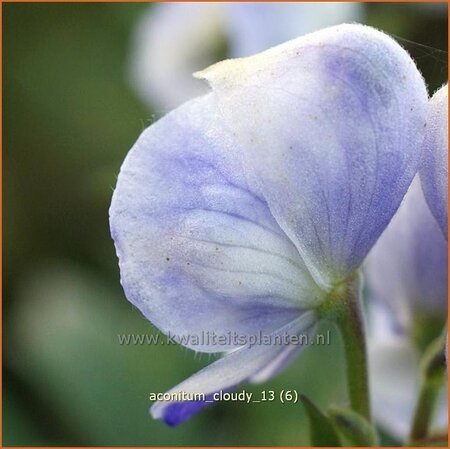 Aconitum &#39;Cloudy&#39;