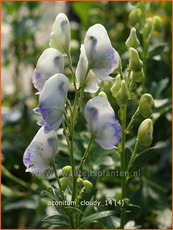 Aconitum &#39;Cloudy&#39;
