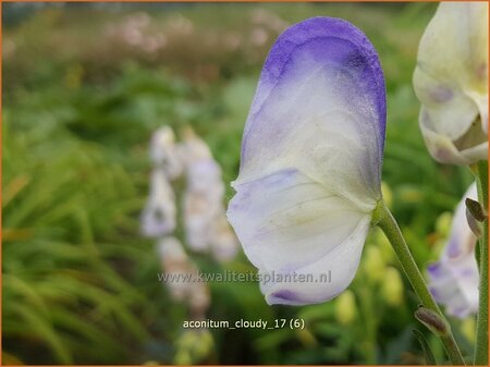 Aconitum &#39;Cloudy&#39;