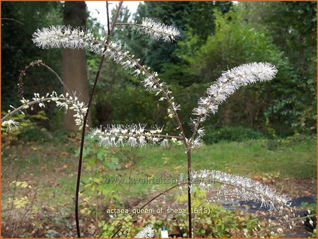 Actaea &#39;Queen of Sheba&#39;