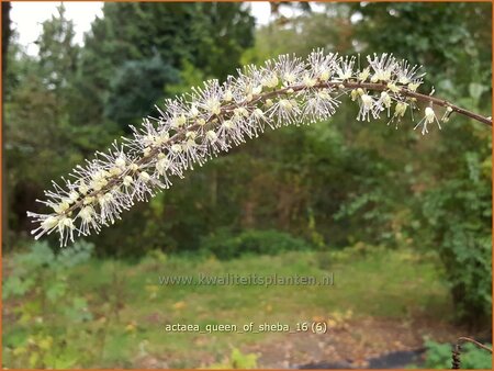 Actaea &#39;Queen of Sheba&#39;